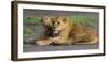 Africa. Tanzania. African lions at Ndutu, Serengeti National Park.-Ralph H. Bendjebar-Framed Photographic Print