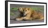 Africa. Tanzania. African lions at Ndutu, Serengeti National Park.-Ralph H. Bendjebar-Framed Photographic Print