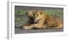 Africa. Tanzania. African lions at Ndutu, Serengeti National Park.-Ralph H. Bendjebar-Framed Photographic Print