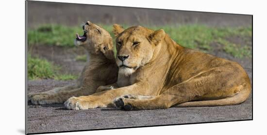 Africa. Tanzania. African lions at Ndutu, Serengeti National Park.-Ralph H. Bendjebar-Mounted Photographic Print