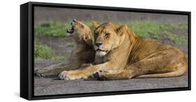 Africa. Tanzania. African lions at Ndutu, Serengeti National Park.-Ralph H. Bendjebar-Framed Stretched Canvas