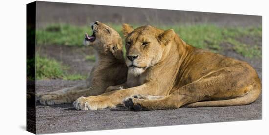 Africa. Tanzania. African lions at Ndutu, Serengeti National Park.-Ralph H. Bendjebar-Stretched Canvas