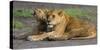 Africa. Tanzania. African lions at Ndutu, Serengeti National Park.-Ralph H. Bendjebar-Stretched Canvas