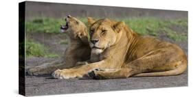 Africa. Tanzania. African lions at Ndutu, Serengeti National Park.-Ralph H. Bendjebar-Stretched Canvas