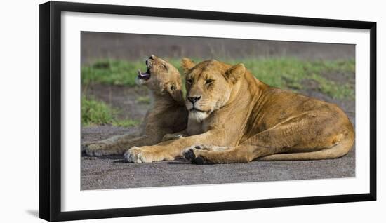 Africa. Tanzania. African lions at Ndutu, Serengeti National Park.-Ralph H. Bendjebar-Framed Premium Photographic Print