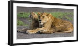 Africa. Tanzania. African lions at Ndutu, Serengeti National Park.-Ralph H. Bendjebar-Framed Premium Photographic Print