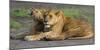 Africa. Tanzania. African lions at Ndutu, Serengeti National Park.-Ralph H. Bendjebar-Mounted Premium Photographic Print