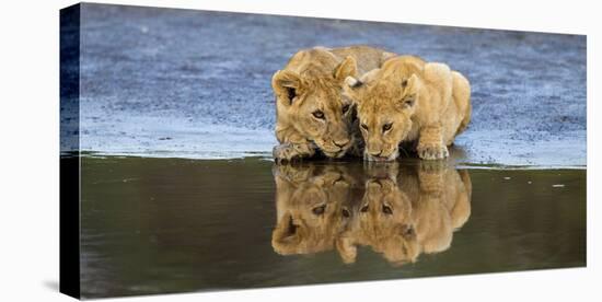 Africa. Tanzania. African lions at Ndutu, Serengeti National Park.-Ralph H. Bendjebar-Stretched Canvas