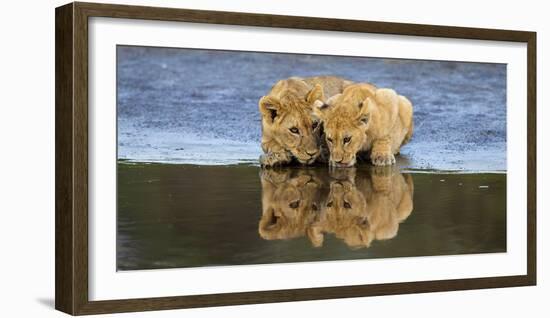Africa. Tanzania. African lions at Ndutu, Serengeti National Park.-Ralph H. Bendjebar-Framed Photographic Print