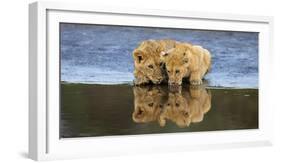 Africa. Tanzania. African lions at Ndutu, Serengeti National Park.-Ralph H. Bendjebar-Framed Photographic Print