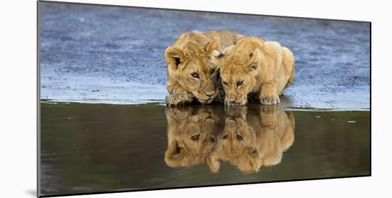 Africa. Tanzania. African lions at Ndutu, Serengeti National Park.-Ralph H. Bendjebar-Mounted Photographic Print