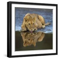 Africa. Tanzania. African lions at Ndutu, Serengeti National Park.-Ralph H. Bendjebar-Framed Photographic Print