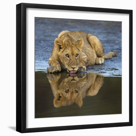 Africa. Tanzania. African lions at Ndutu, Serengeti National Park.-Ralph H. Bendjebar-Framed Photographic Print