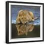 Africa. Tanzania. African lions at Ndutu, Serengeti National Park.-Ralph H. Bendjebar-Framed Photographic Print