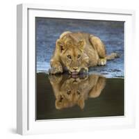 Africa. Tanzania. African lions at Ndutu, Serengeti National Park.-Ralph H. Bendjebar-Framed Photographic Print