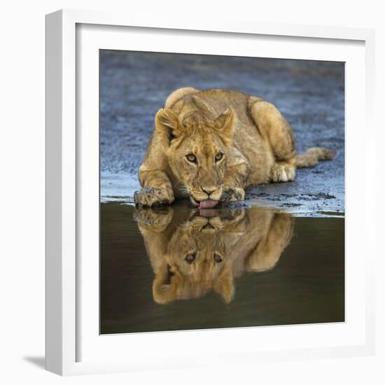 Africa. Tanzania. African lions at Ndutu, Serengeti National Park.-Ralph H. Bendjebar-Framed Photographic Print