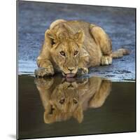 Africa. Tanzania. African lions at Ndutu, Serengeti National Park.-Ralph H. Bendjebar-Mounted Photographic Print