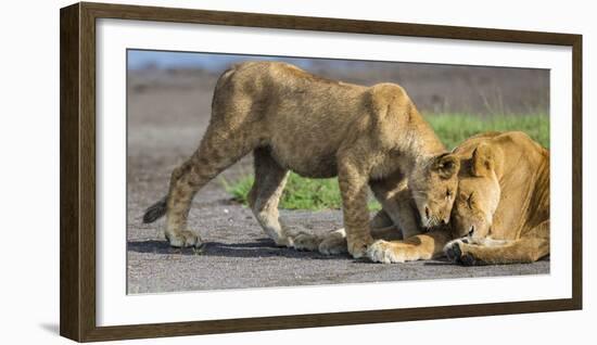 Africa. Tanzania. African lions at Ndutu, Serengeti National Park.-Ralph H. Bendjebar-Framed Photographic Print