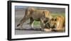 Africa. Tanzania. African lions at Ndutu, Serengeti National Park.-Ralph H. Bendjebar-Framed Photographic Print