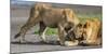 Africa. Tanzania. African lions at Ndutu, Serengeti National Park.-Ralph H. Bendjebar-Mounted Photographic Print