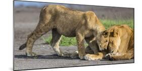 Africa. Tanzania. African lions at Ndutu, Serengeti National Park.-Ralph H. Bendjebar-Mounted Photographic Print