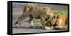 Africa. Tanzania. African lions at Ndutu, Serengeti National Park.-Ralph H. Bendjebar-Framed Stretched Canvas