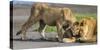 Africa. Tanzania. African lions at Ndutu, Serengeti National Park.-Ralph H. Bendjebar-Stretched Canvas