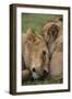 Africa. Tanzania. African lions at Ndutu, Serengeti National Park.-Ralph H. Bendjebar-Framed Photographic Print