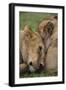 Africa. Tanzania. African lions at Ndutu, Serengeti National Park.-Ralph H. Bendjebar-Framed Photographic Print