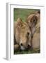 Africa. Tanzania. African lions at Ndutu, Serengeti National Park.-Ralph H. Bendjebar-Framed Photographic Print