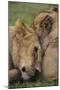 Africa. Tanzania. African lions at Ndutu, Serengeti National Park.-Ralph H. Bendjebar-Mounted Photographic Print