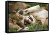 Africa. Tanzania. African lions at Ndutu, Serengeti National Park.-Ralph H. Bendjebar-Framed Stretched Canvas