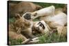 Africa. Tanzania. African lions at Ndutu, Serengeti National Park.-Ralph H. Bendjebar-Stretched Canvas