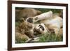 Africa. Tanzania. African lions at Ndutu, Serengeti National Park.-Ralph H. Bendjebar-Framed Photographic Print