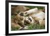 Africa. Tanzania. African lions at Ndutu, Serengeti National Park.-Ralph H. Bendjebar-Framed Photographic Print