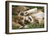 Africa. Tanzania. African lions at Ndutu, Serengeti National Park.-Ralph H. Bendjebar-Framed Photographic Print