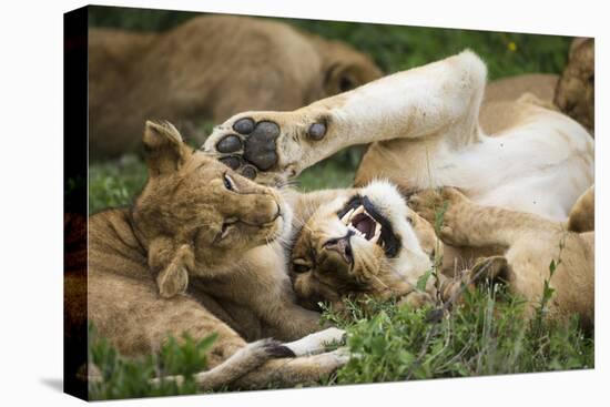 Africa. Tanzania. African lions at Ndutu, Serengeti National Park.-Ralph H. Bendjebar-Stretched Canvas