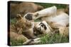 Africa. Tanzania. African lions at Ndutu, Serengeti National Park.-Ralph H. Bendjebar-Stretched Canvas