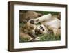 Africa. Tanzania. African lions at Ndutu, Serengeti National Park.-Ralph H. Bendjebar-Framed Photographic Print