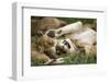 Africa. Tanzania. African lions at Ndutu, Serengeti National Park.-Ralph H. Bendjebar-Framed Photographic Print