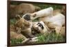 Africa. Tanzania. African lions at Ndutu, Serengeti National Park.-Ralph H. Bendjebar-Framed Photographic Print