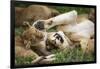 Africa. Tanzania. African lions at Ndutu, Serengeti National Park.-Ralph H. Bendjebar-Framed Photographic Print