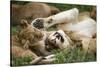 Africa. Tanzania. African lions at Ndutu, Serengeti National Park.-Ralph H. Bendjebar-Stretched Canvas