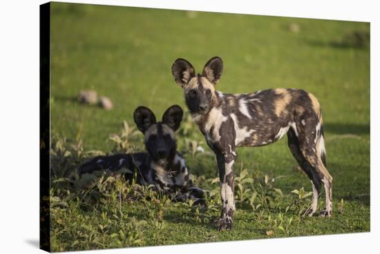 Africa. Tanzania. African wild dogs, Serengeti National Park.-Ralph H. Bendjebar-Stretched Canvas