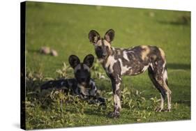 Africa. Tanzania. African wild dogs, Serengeti National Park.-Ralph H. Bendjebar-Stretched Canvas