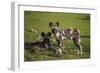 Africa. Tanzania. African wild dogs, Serengeti National Park.-Ralph H. Bendjebar-Framed Photographic Print