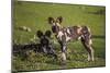 Africa. Tanzania. African wild dogs, Serengeti National Park.-Ralph H. Bendjebar-Mounted Photographic Print