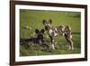 Africa. Tanzania. African wild dogs, Serengeti National Park.-Ralph H. Bendjebar-Framed Photographic Print