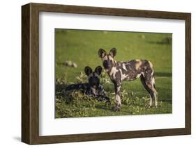 Africa. Tanzania. African wild dogs, Serengeti National Park.-Ralph H. Bendjebar-Framed Photographic Print