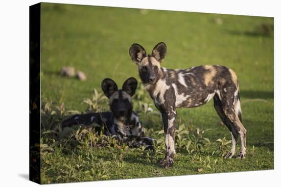 Africa. Tanzania. African wild dogs, Serengeti National Park.-Ralph H. Bendjebar-Stretched Canvas